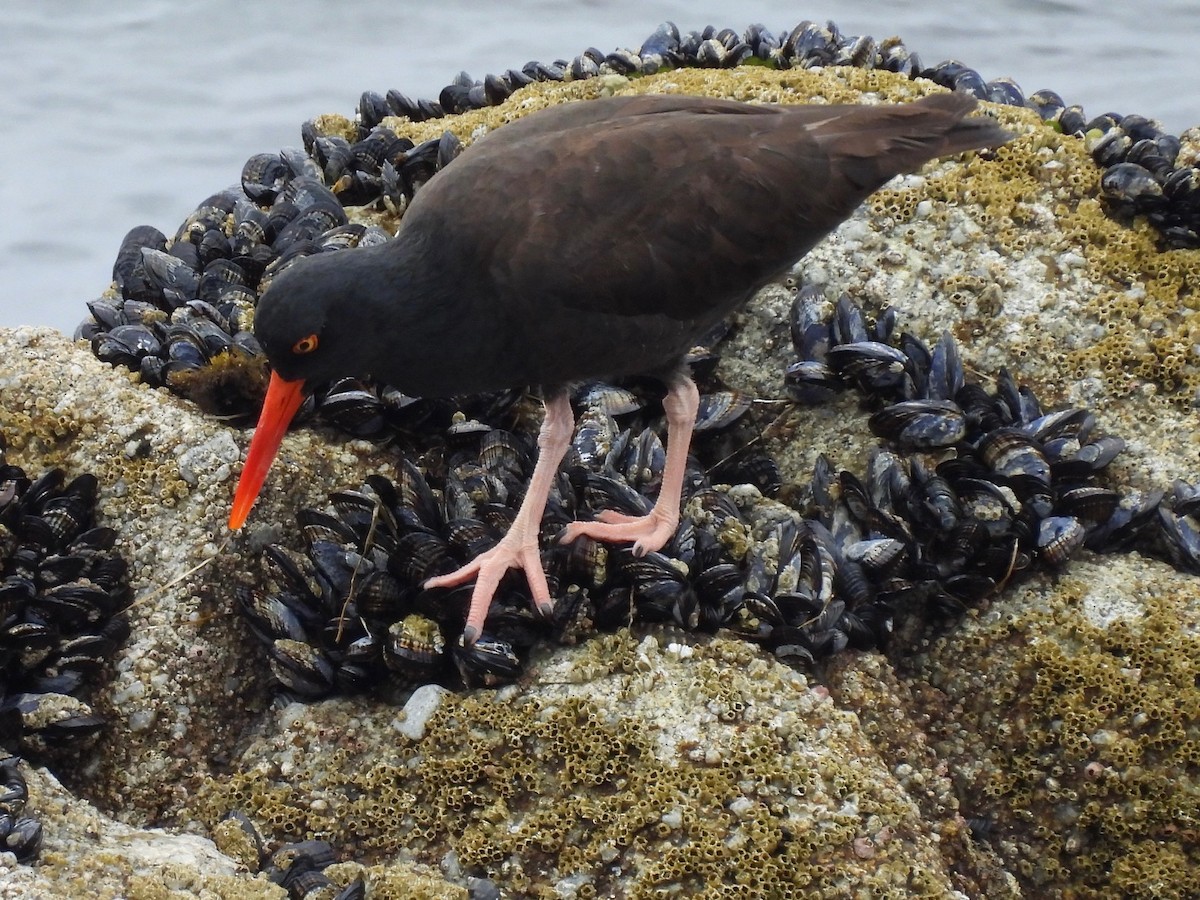 Black Oystercatcher - ML617577028