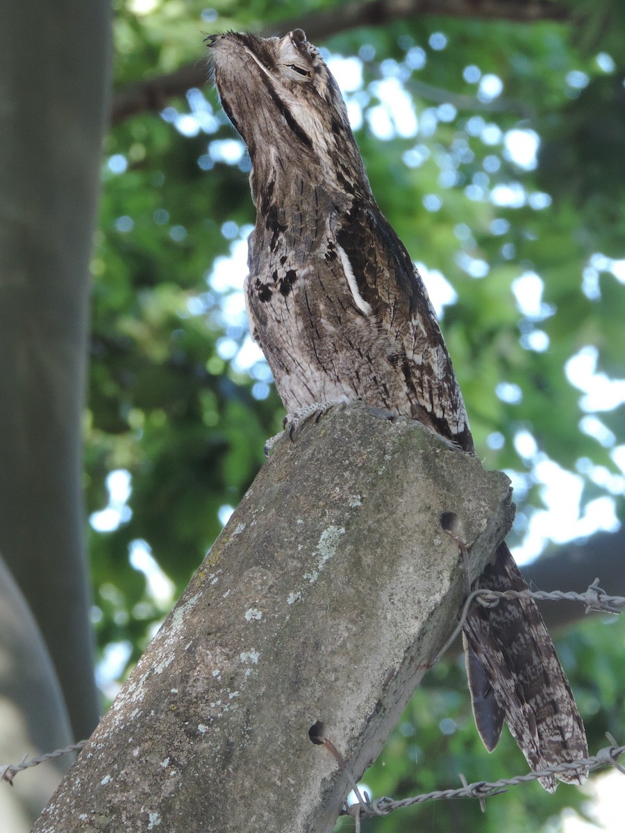 Common Potoo - ML617577038