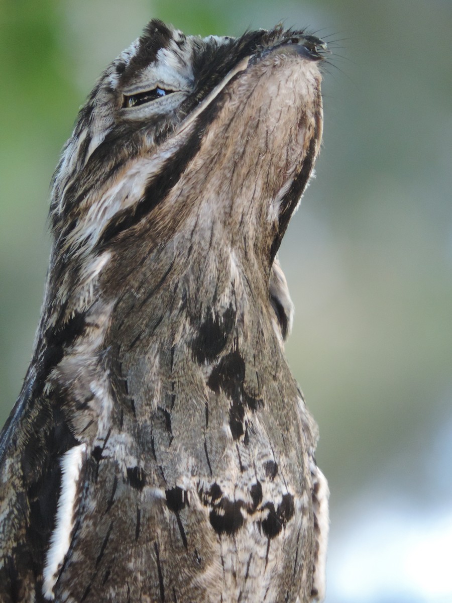 Common Potoo - ML617577112