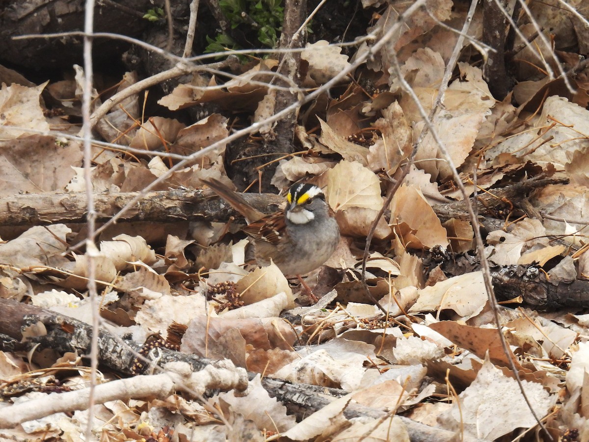 White-throated Sparrow - ML617577118