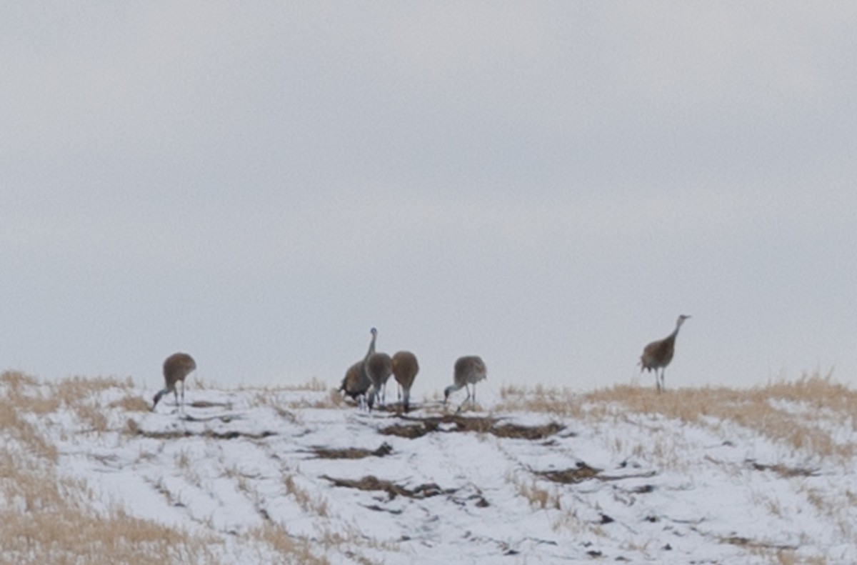 Sandhill Crane - ML617577127