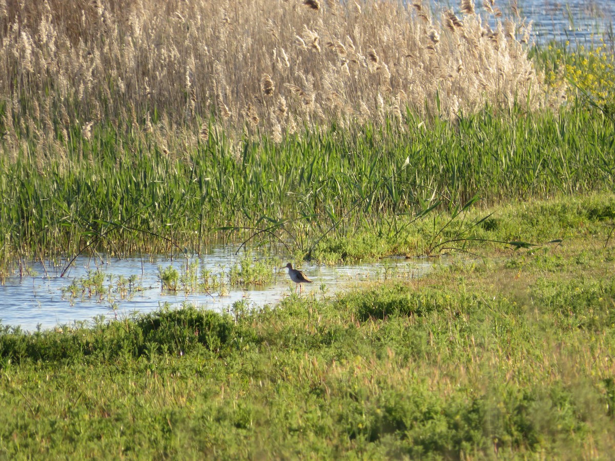 Common Redshank - ML617577133