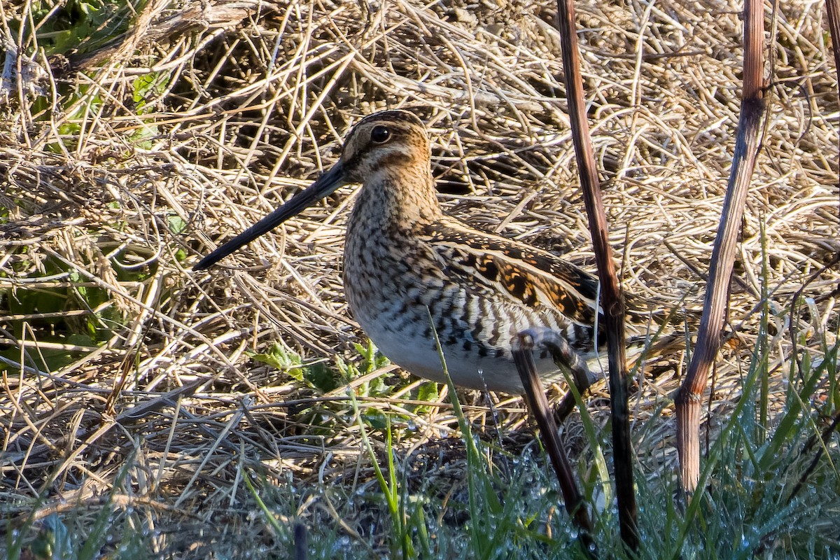 Wilson's Snipe - ML617577164