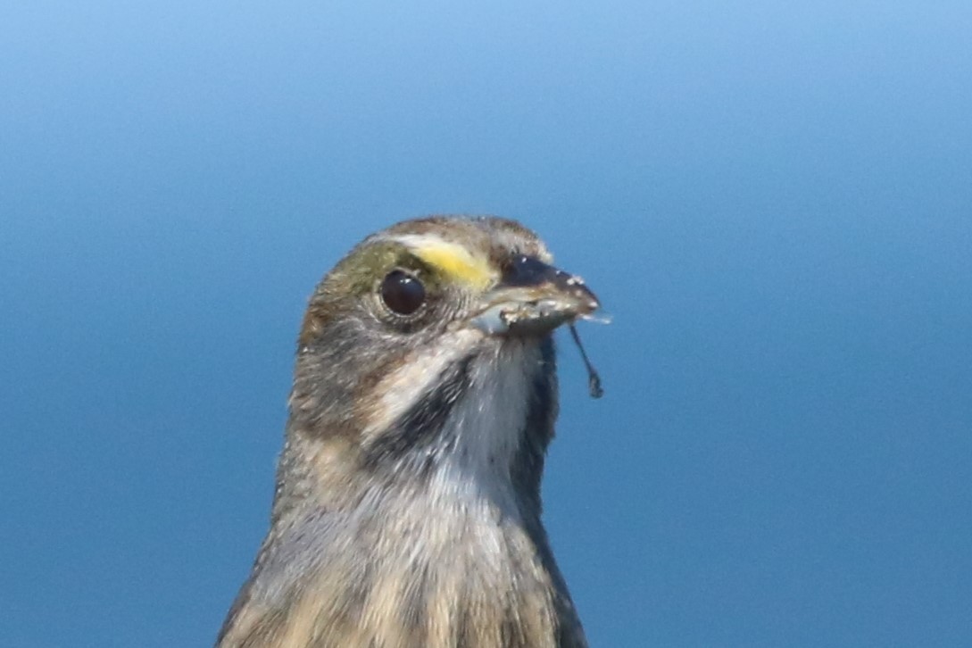 Seaside Sparrow (Atlantic) - Steve Myers