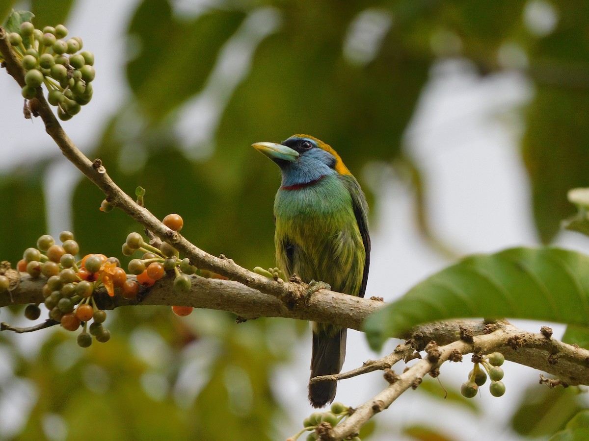 Versicolored Barbet (Blue-cowled) - ML617577220