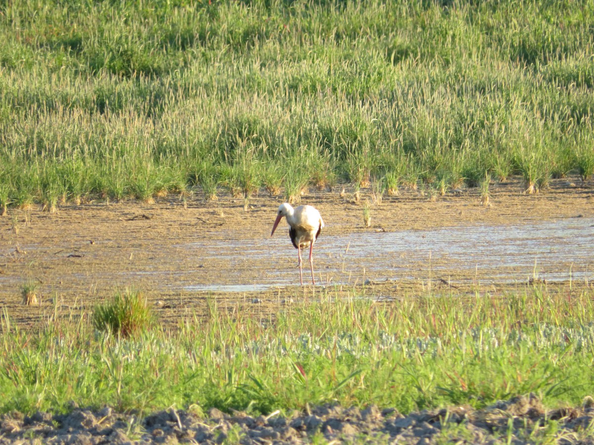 White Stork - Samuel de la Calle San José