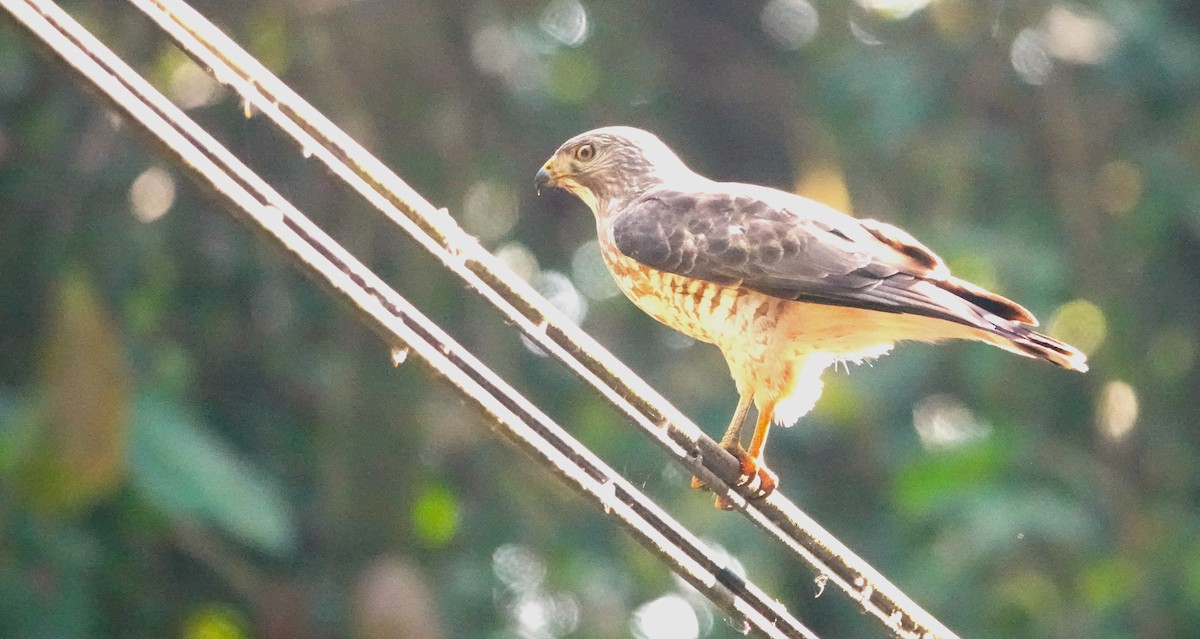 Broad-winged Hawk - ML617577252