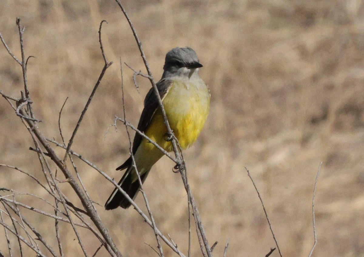 Western Kingbird - ML617577321