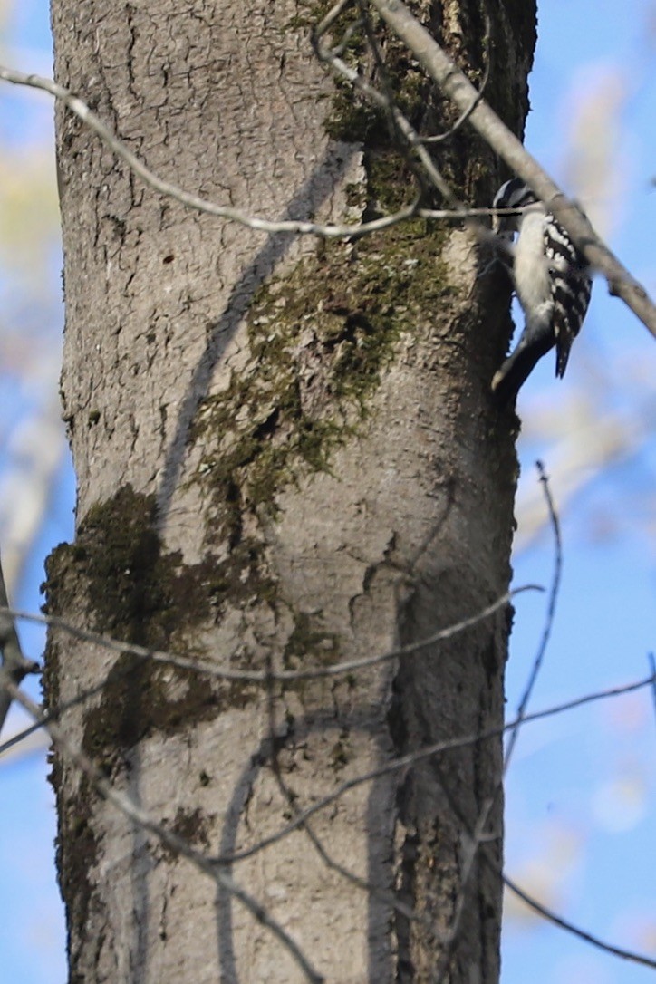 Downy Woodpecker - JoAnn Dalley