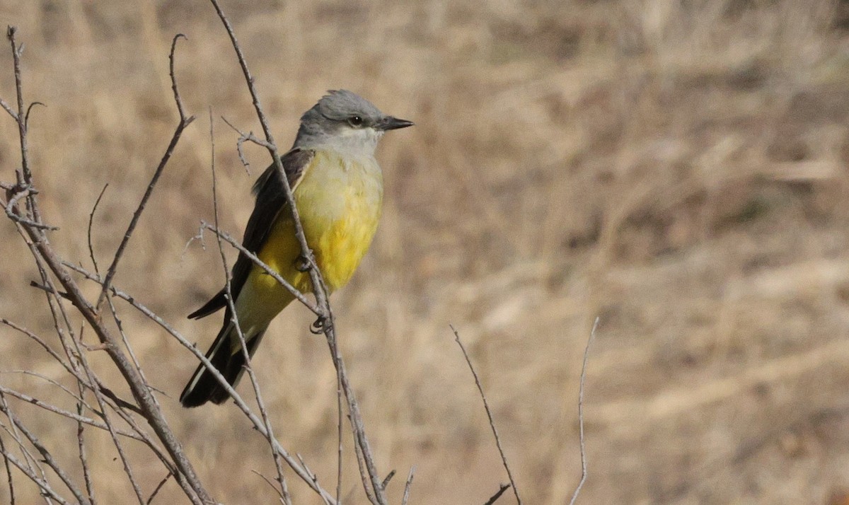 Western Kingbird - ML617577325