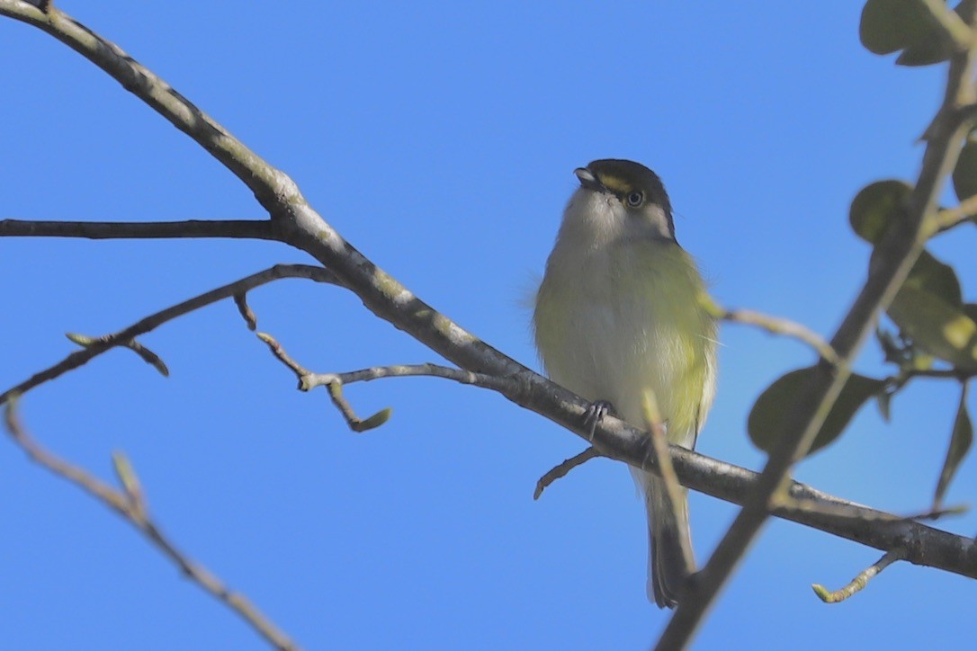 White-eyed Vireo - ML617577338