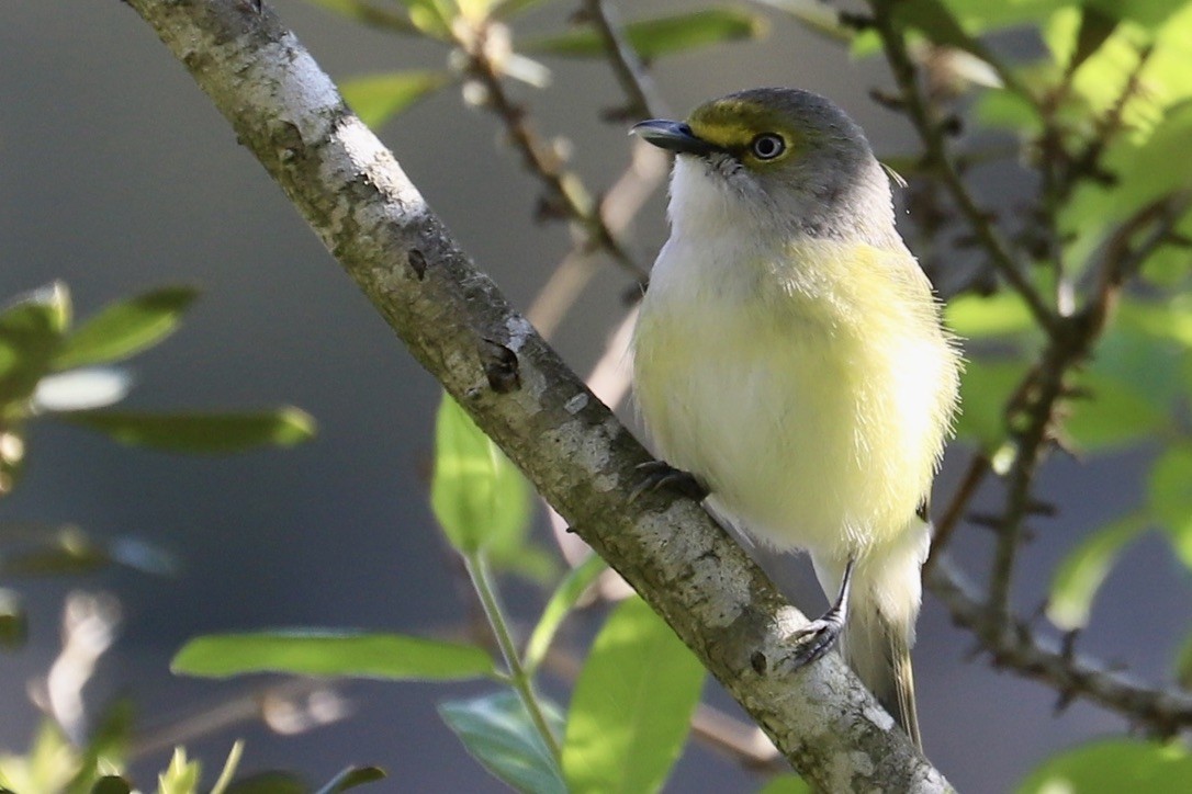 White-eyed Vireo - ML617577339