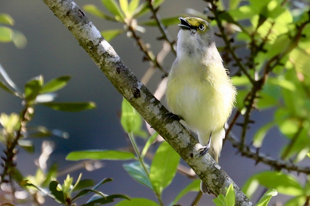 White-eyed Vireo - ML617577340