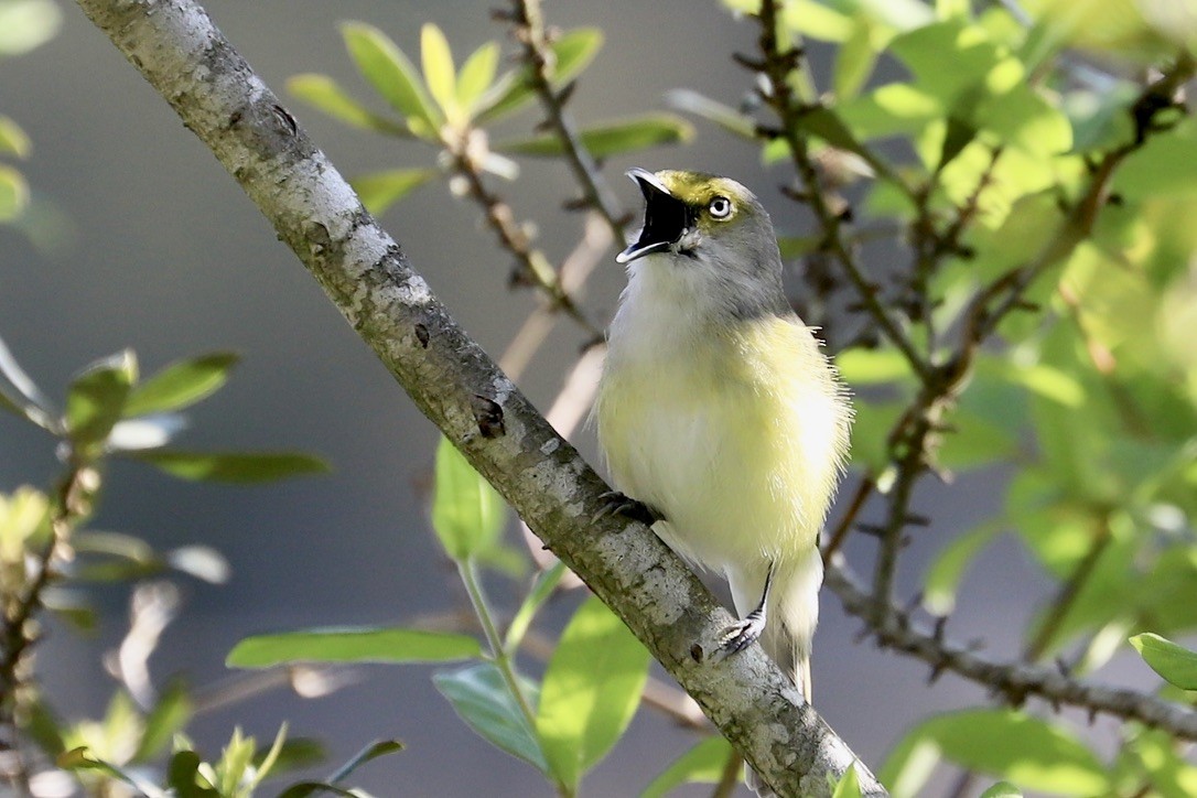 White-eyed Vireo - ML617577341