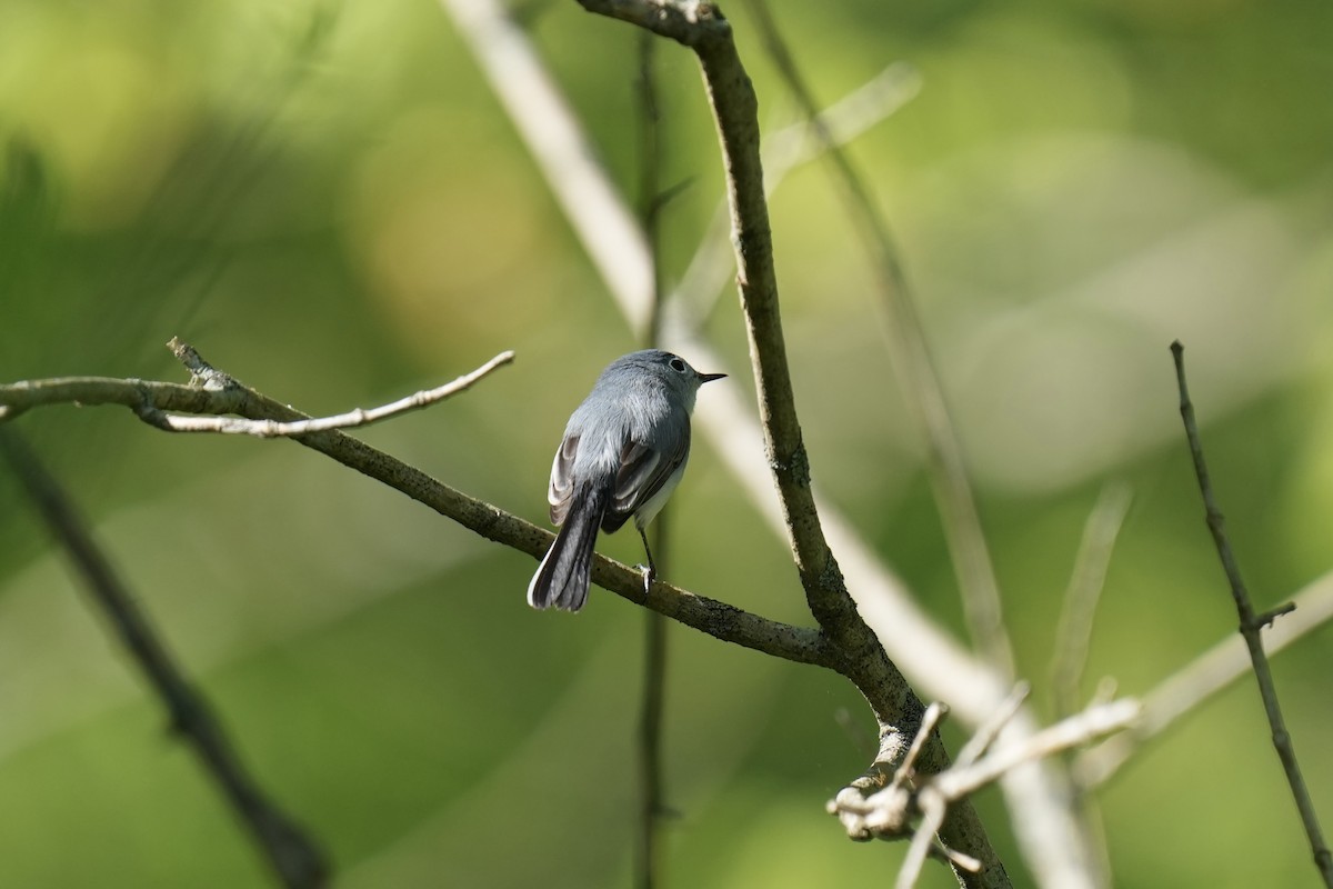 Blue-gray Gnatcatcher - ML617577356