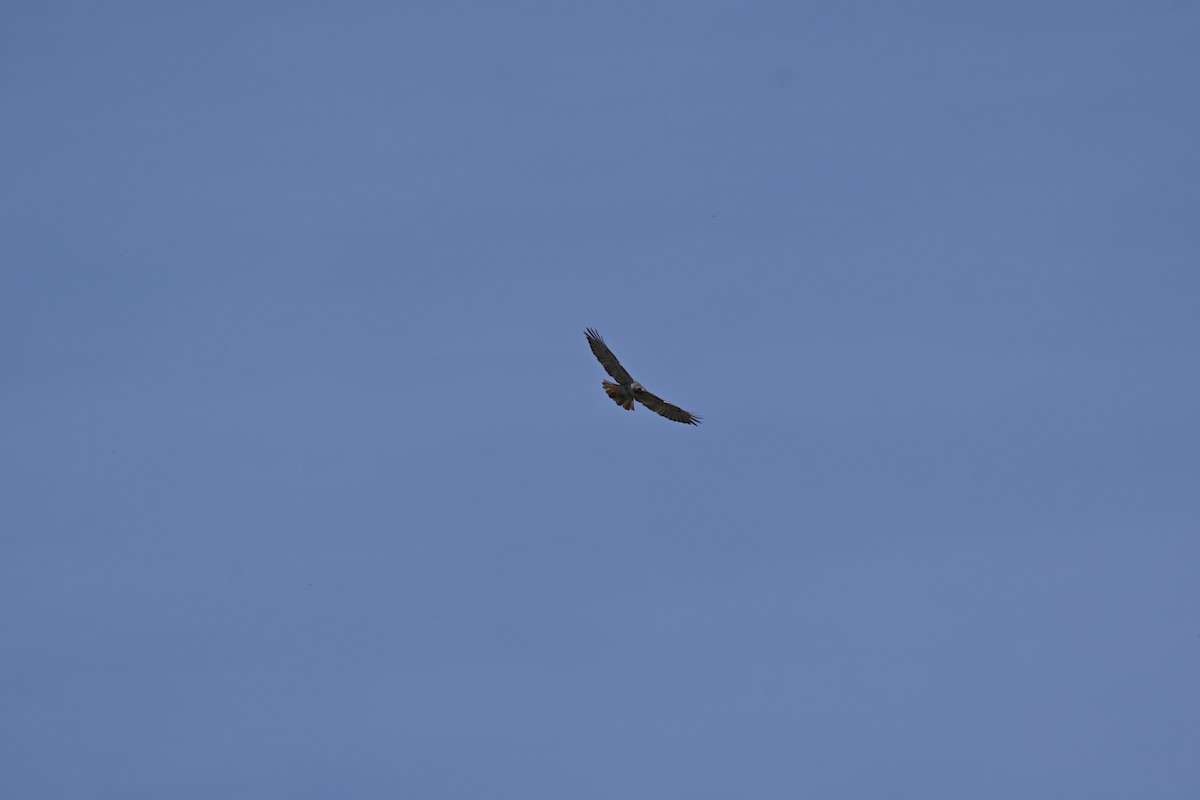 Red-tailed Hawk - ML617577378