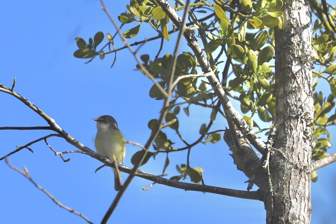 White-eyed Vireo - ML617577384