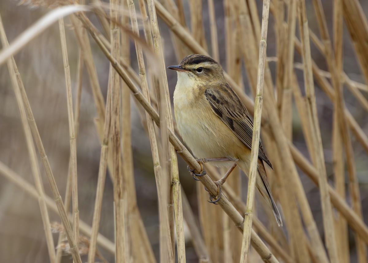 Sedge Warbler - ML617577391