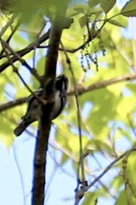 Black-and-white Warbler - ML617577418