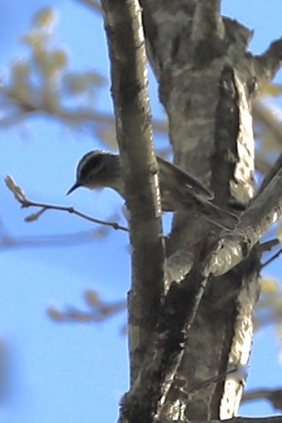 Black-and-white Warbler - ML617577420