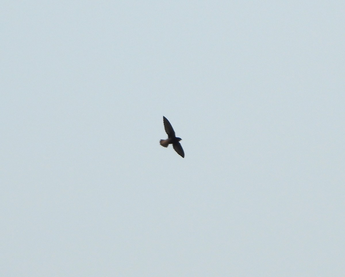 Short-tailed Swift - ML617577473