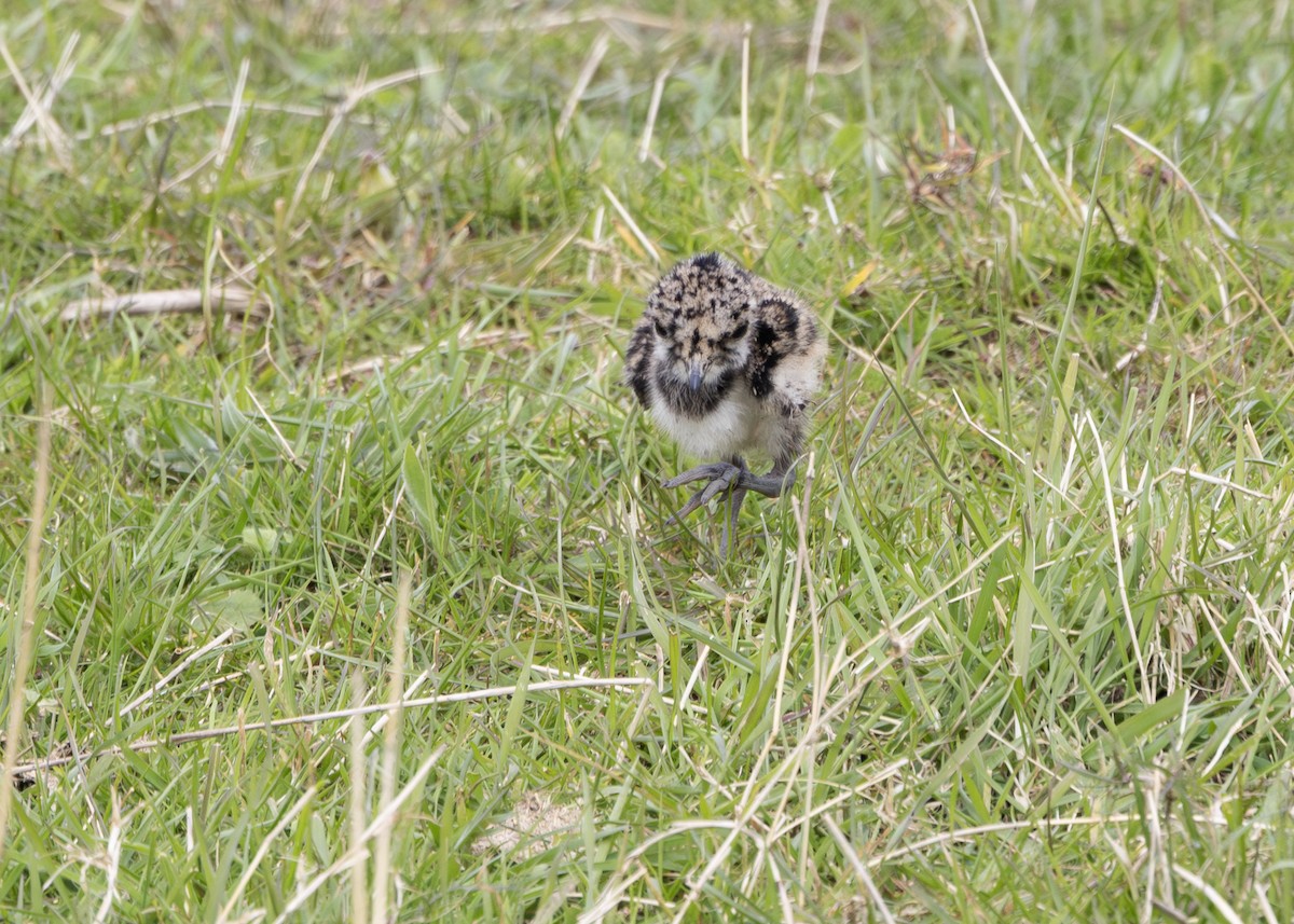 Northern Lapwing - ML617577514