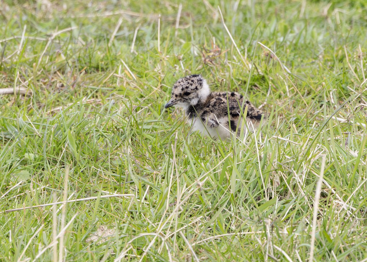 Northern Lapwing - ML617577515