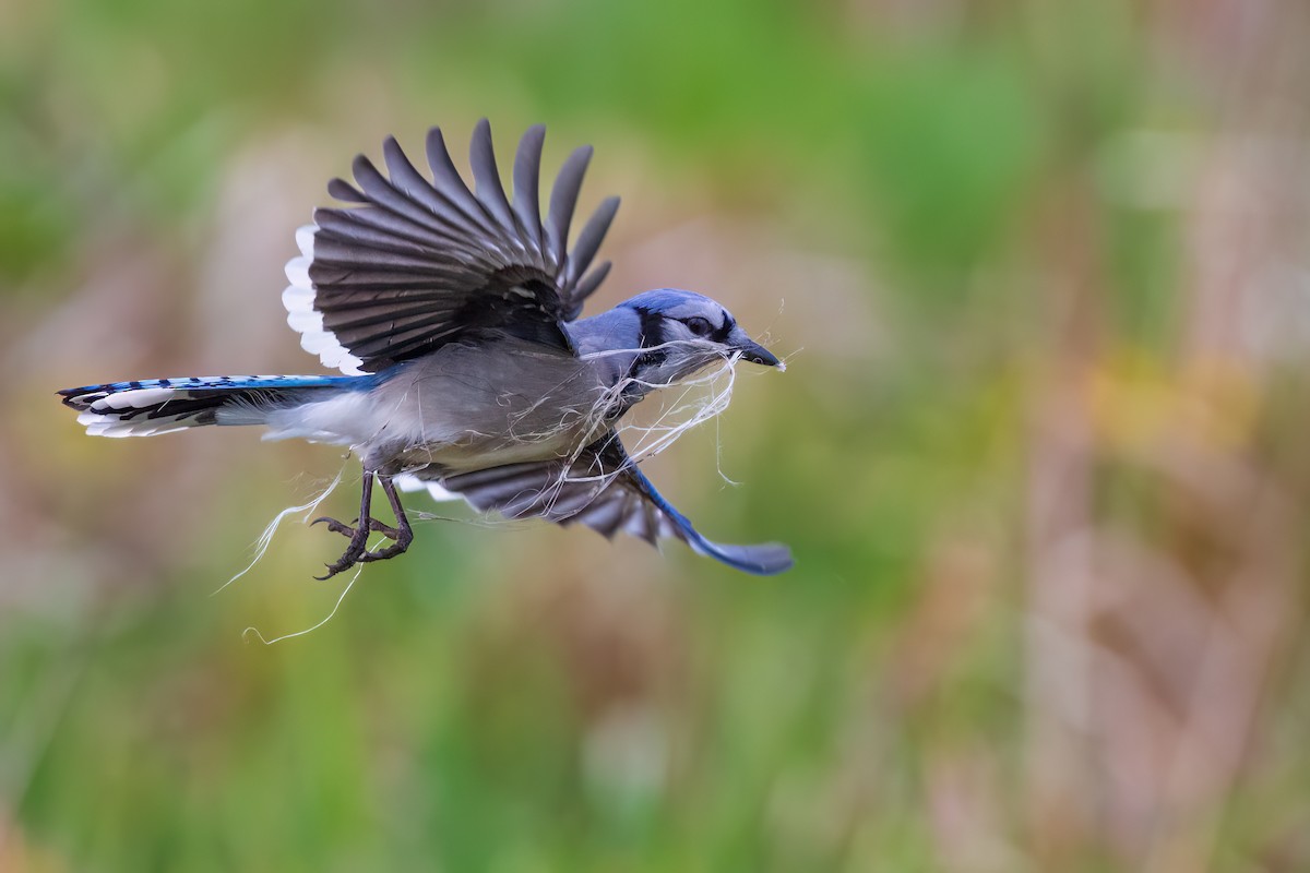 Blue Jay - ML617577522