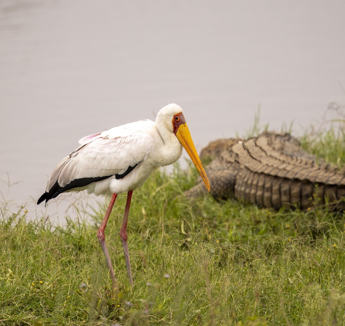 Yellow-billed Stork - ML617577537