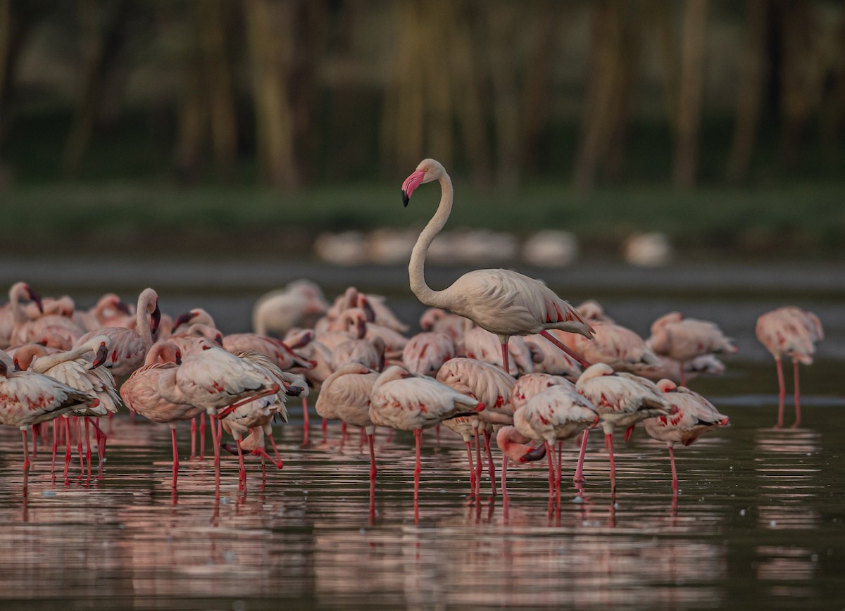 Greater Flamingo - Sunny Zhang