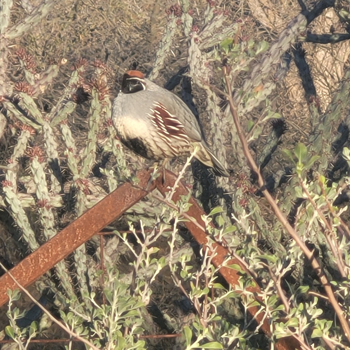 Gambel's Quail - ML617577545