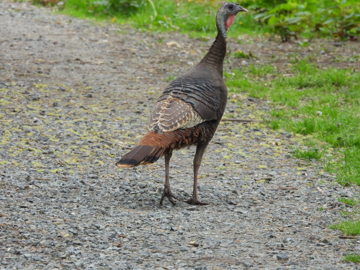 Wild Turkey - Beth Lenoble