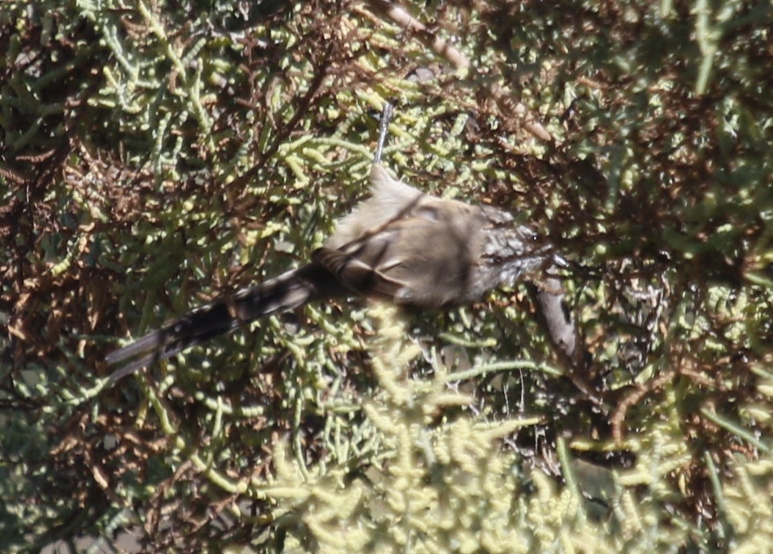 Plain-mantled Tit-Spinetail - Anonymous