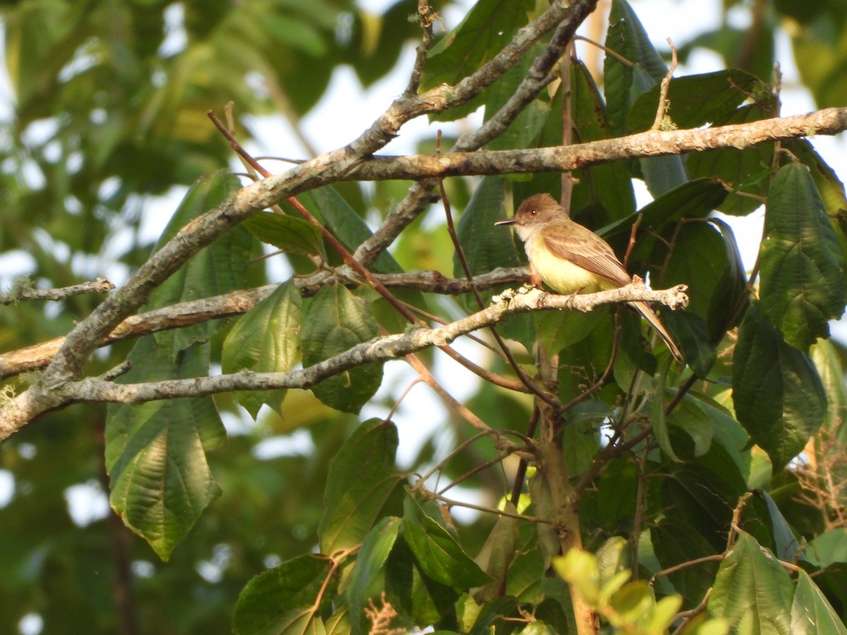 Dusky-capped Flycatcher - ML617577580