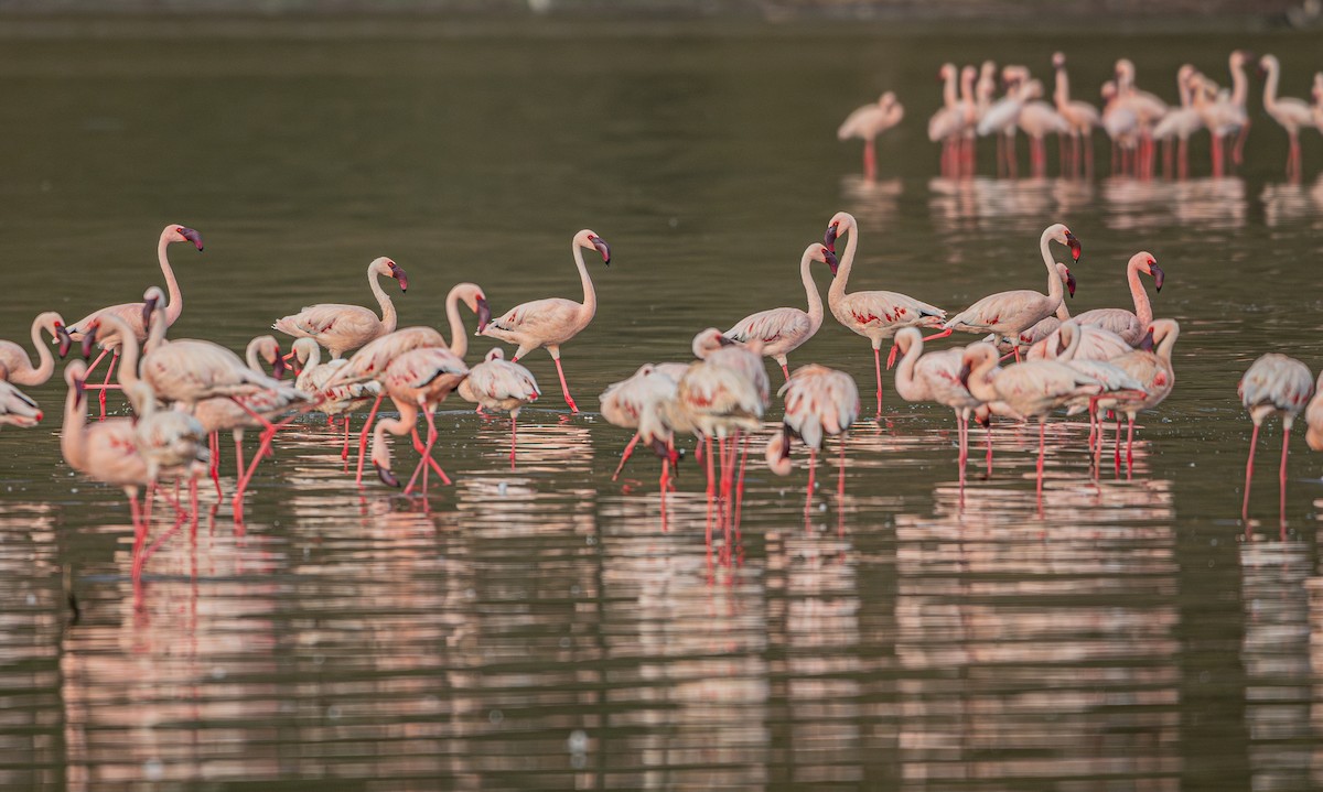 Lesser Flamingo - Sunny Zhang