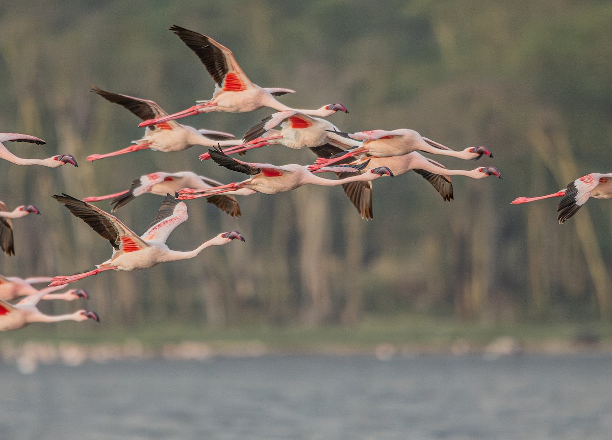 Lesser Flamingo - Sunny Zhang