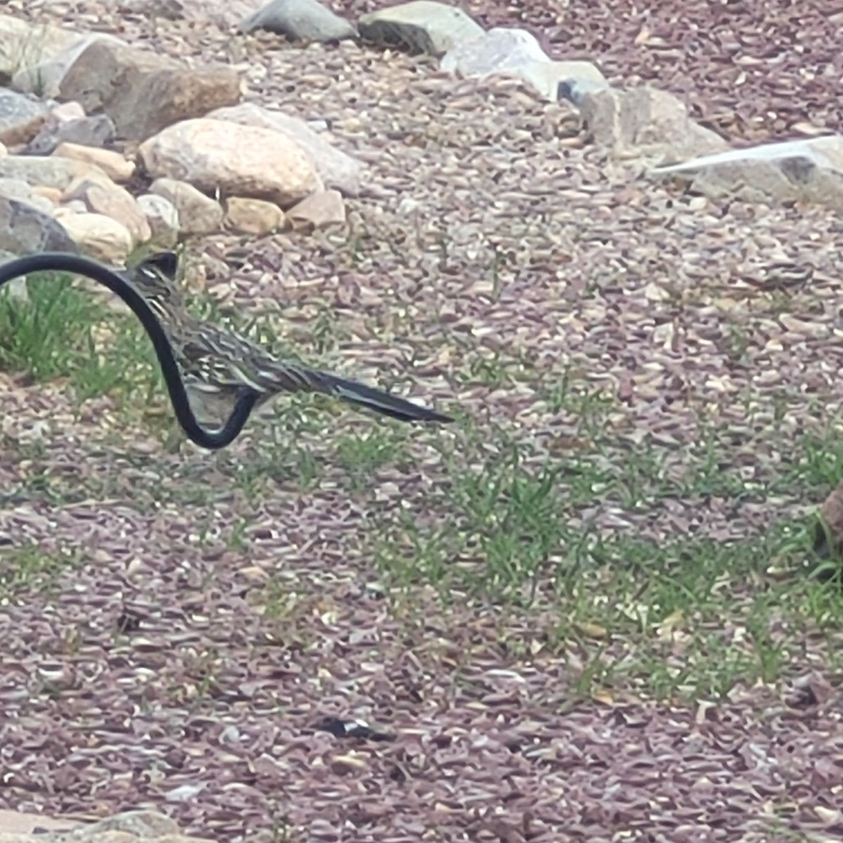 Greater Roadrunner - ML617577631