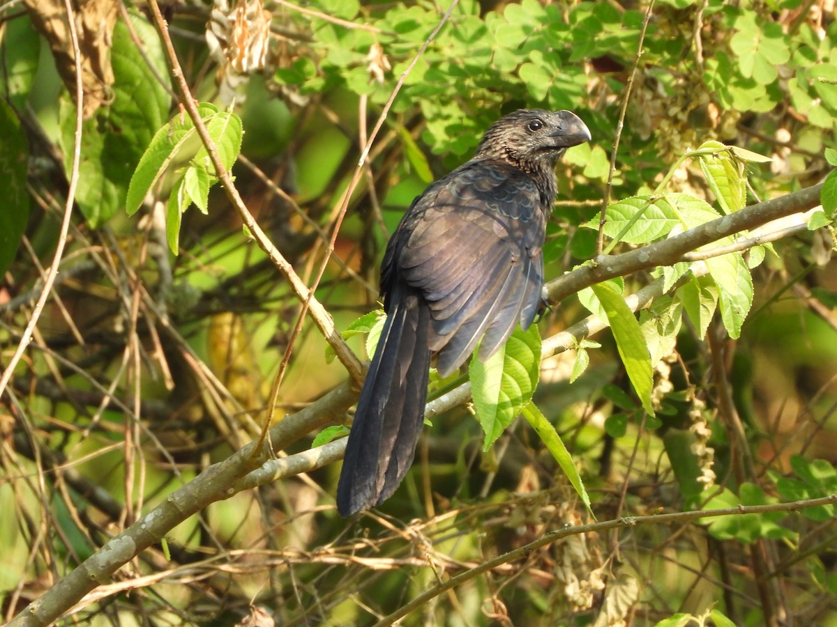 Smooth-billed Ani - ML617577634