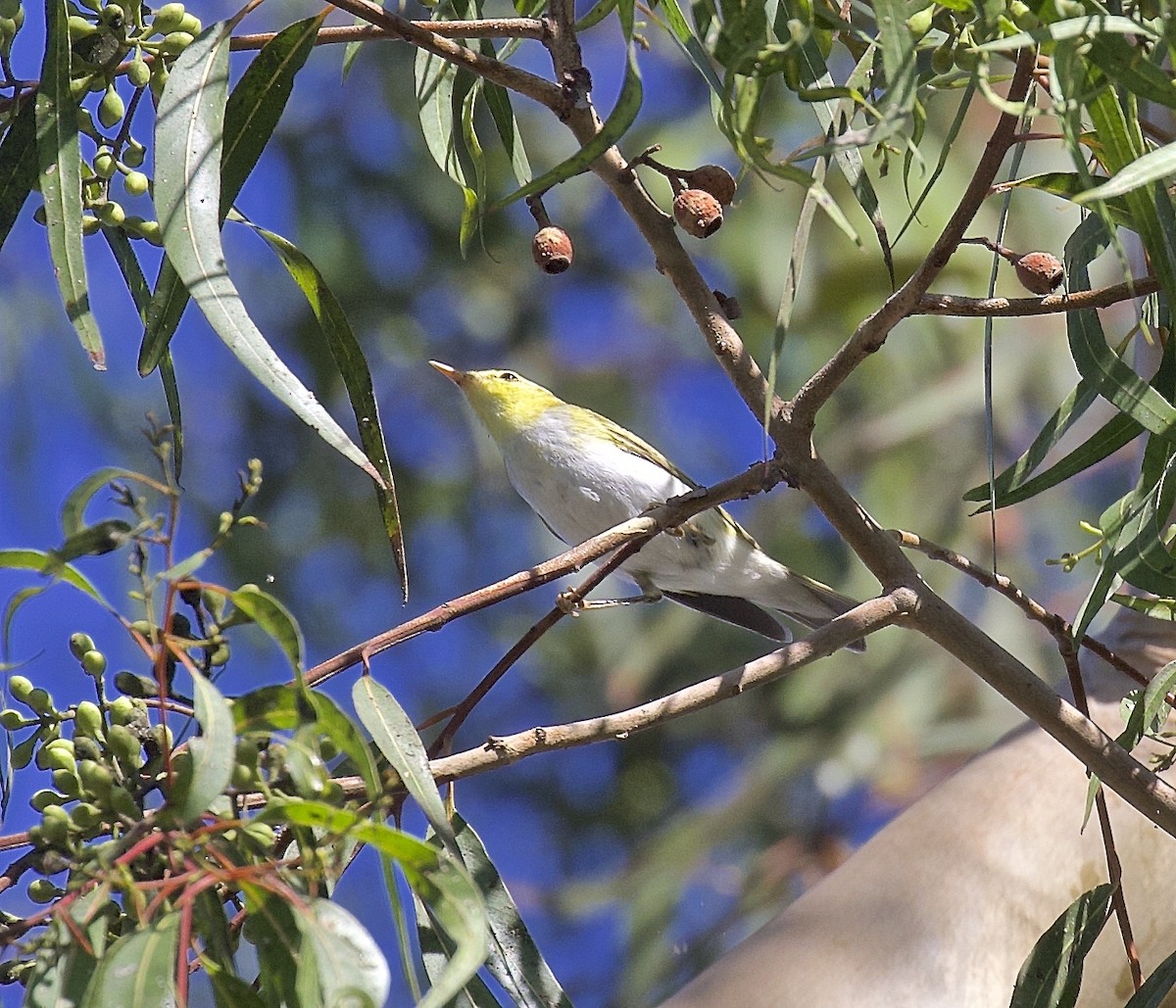 Wood Warbler - ML617577652