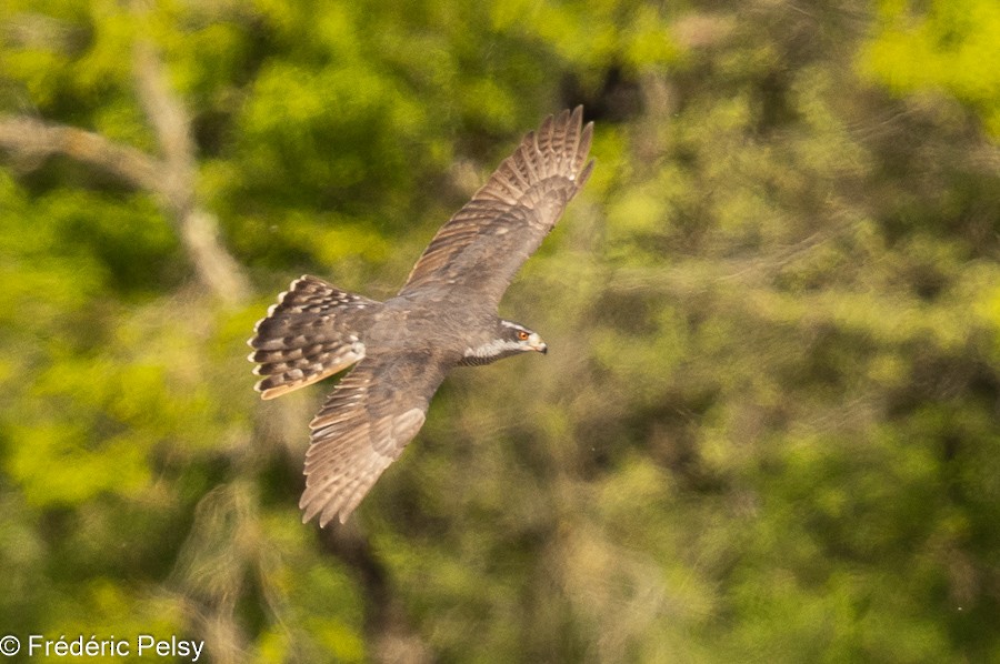 Eurasian Goshawk - ML617577670