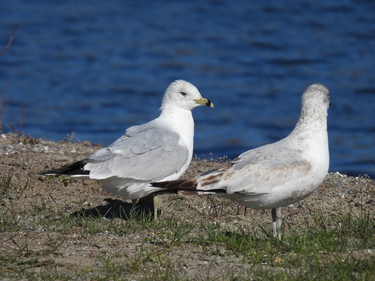 Ring-billed Gull - ML617577683