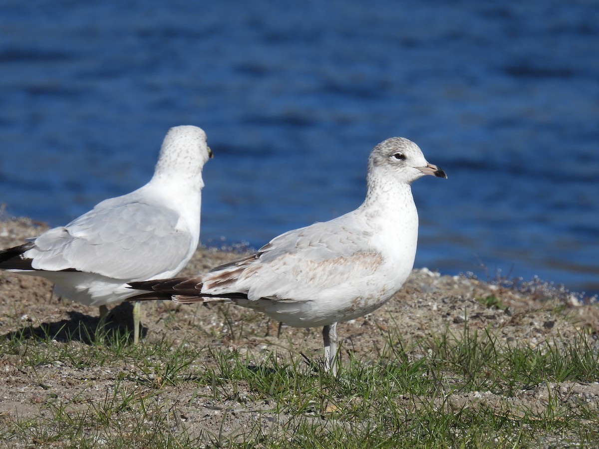 Ring-billed Gull - ML617577691