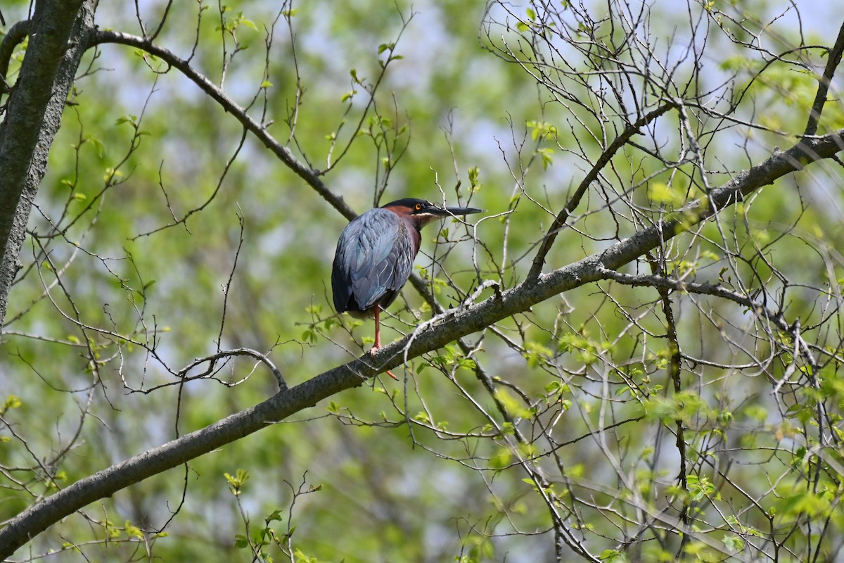 Green Heron - ML617577720