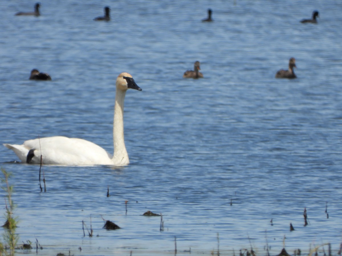 Trumpeter Swan - ML617577730