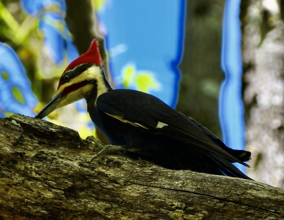 Pileated Woodpecker - ML617577738