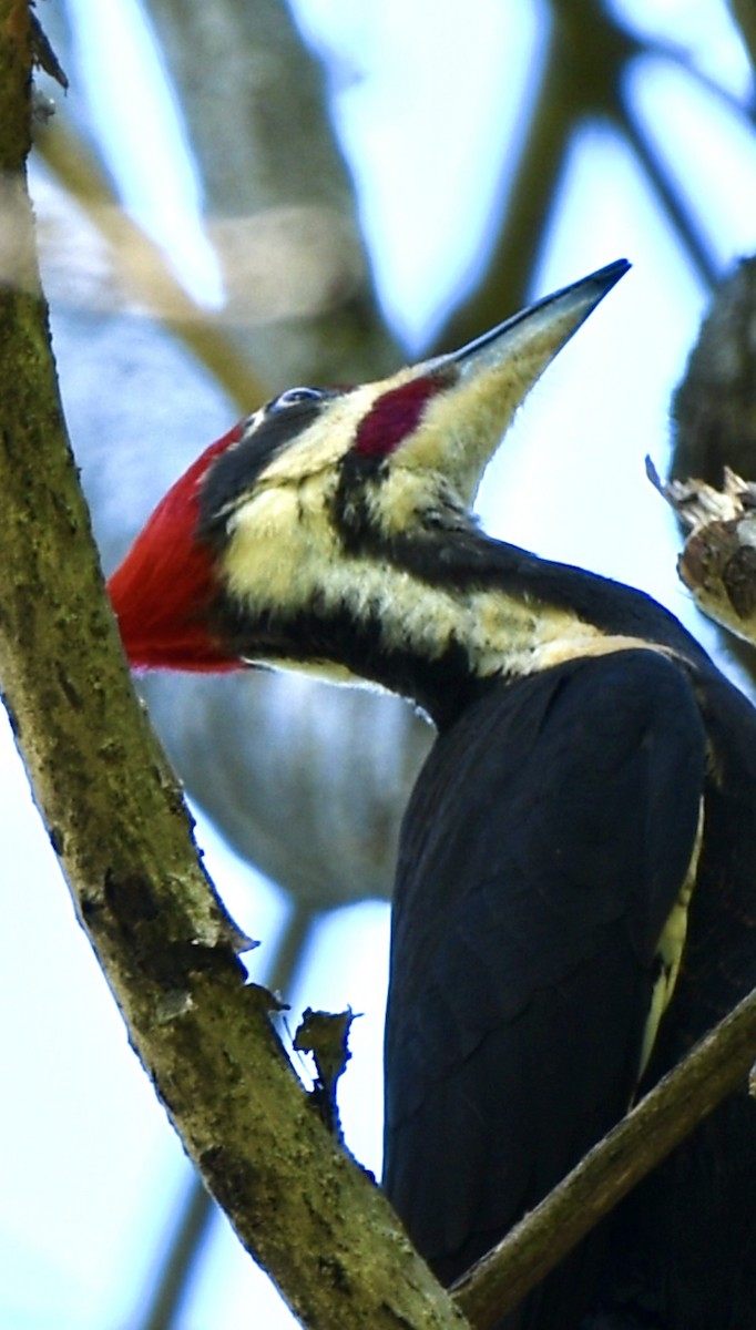 Pileated Woodpecker - Theresa Edwards