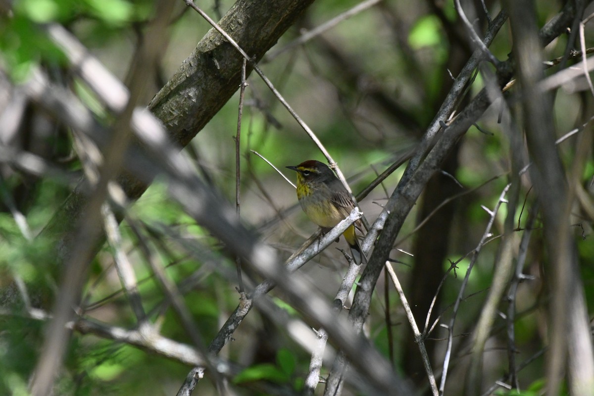 Palm Warbler - ML617577798