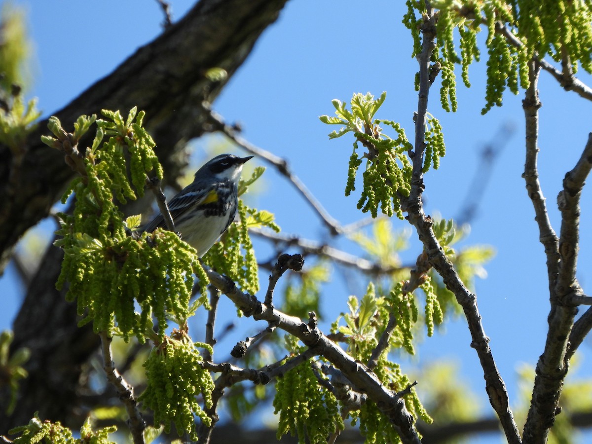 Yellow-rumped Warbler - ML617577815