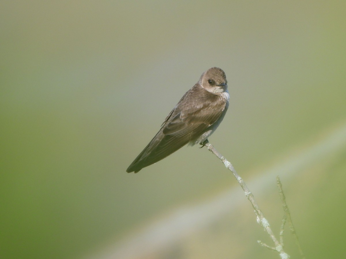 Northern Rough-winged Swallow - ML617577835