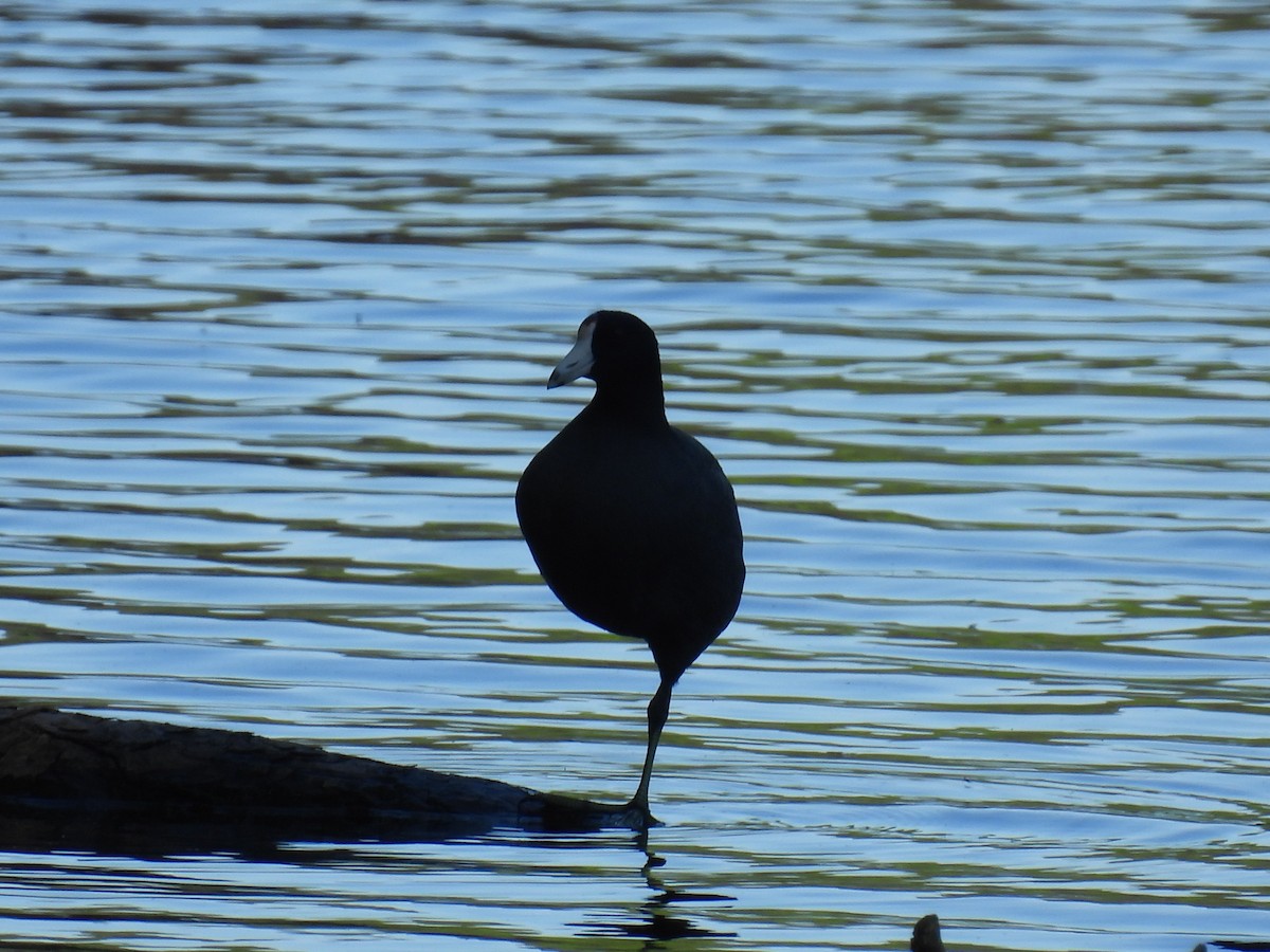 American Coot - ML617577837